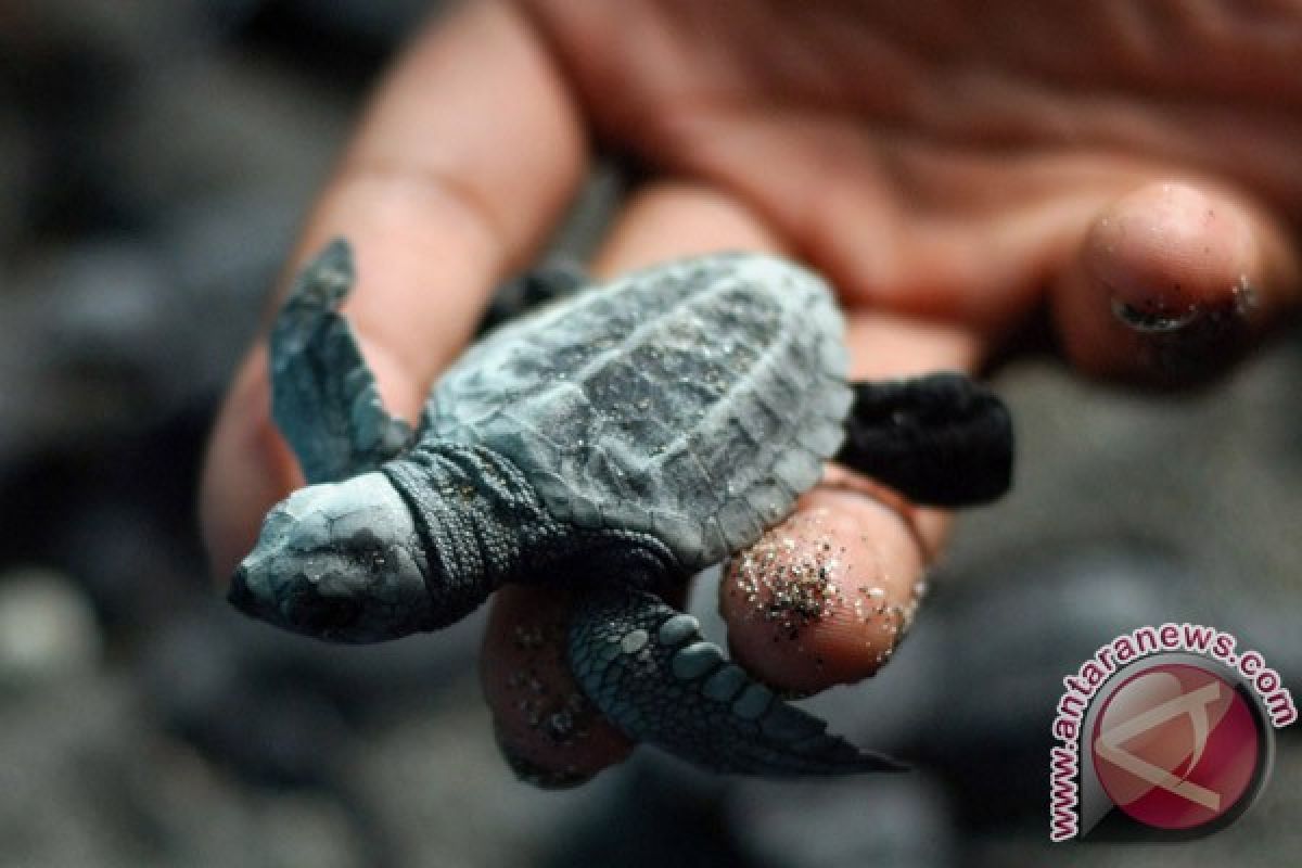 100 ekor penyu lekang dilepasliarkan di pantai Bengkulu