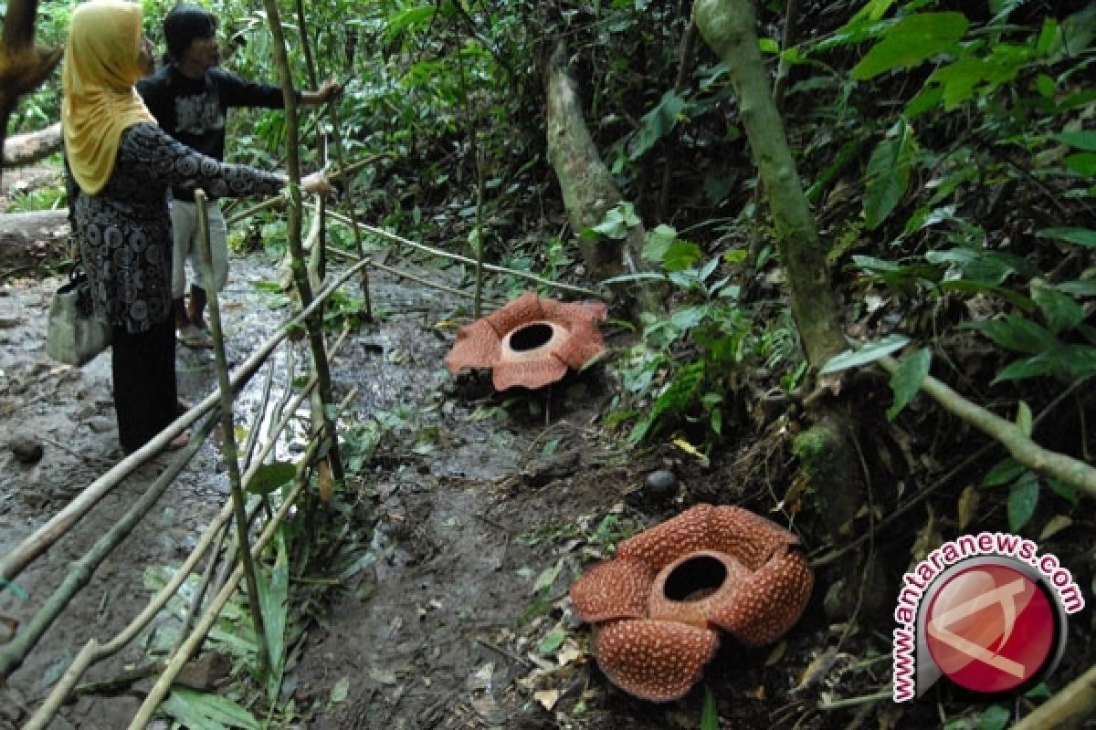 Habitat baru bunga Rafflesia ditemukan di Bukit Kaba