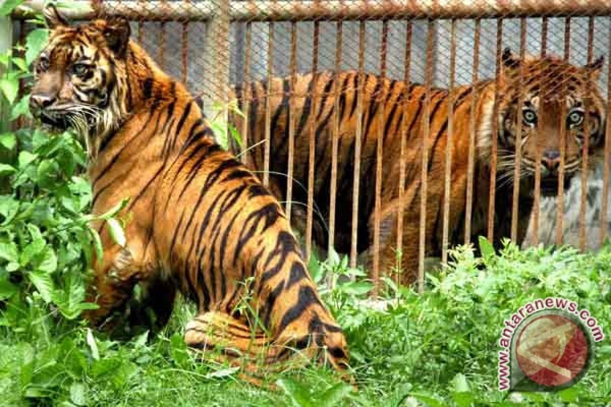 Sepasang harimau sumatera tertangkap kamera trap