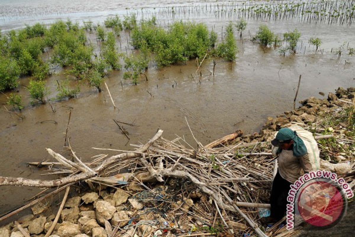 300 hektare mangrove Muaragembong hilang