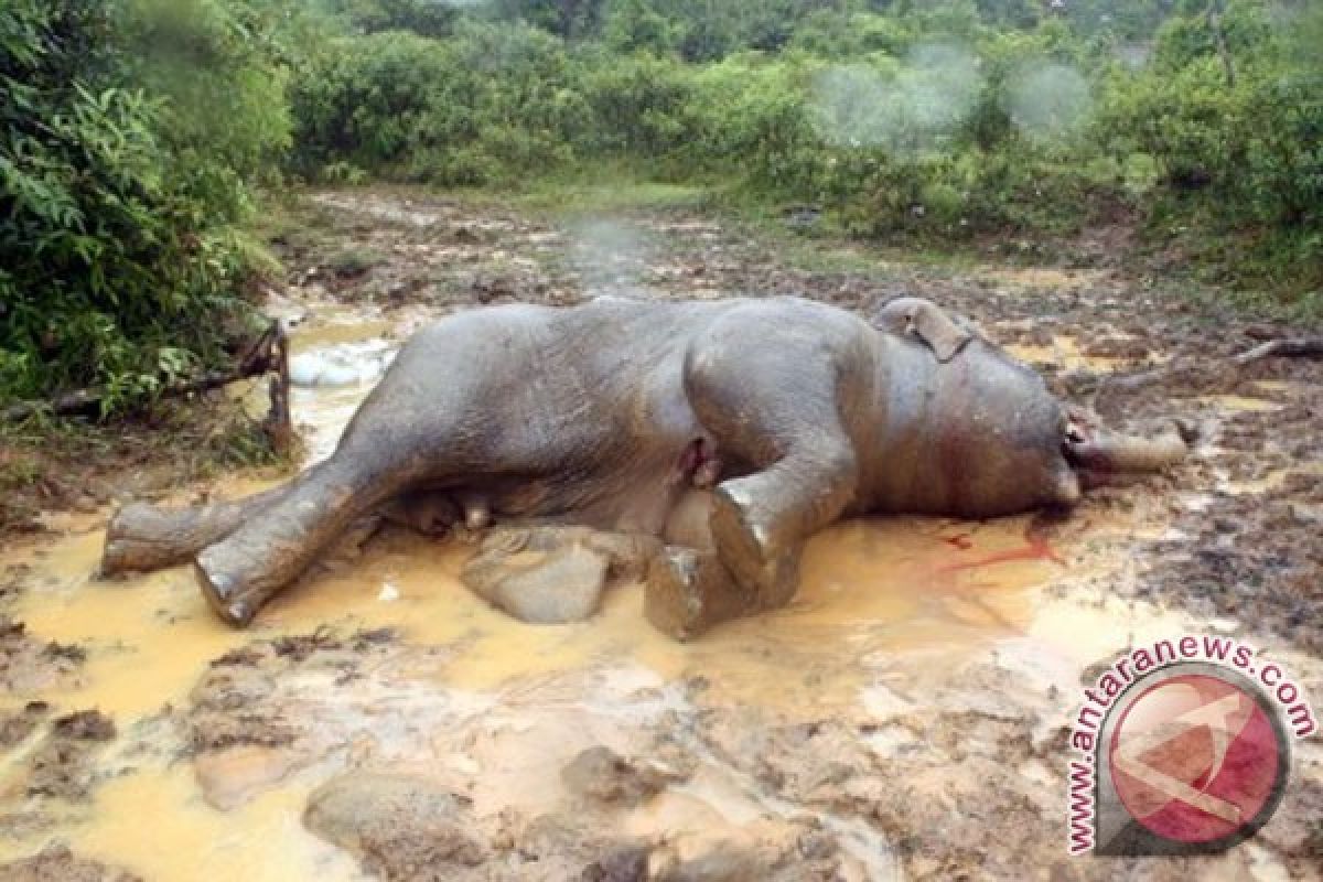 Pemburu gelap Zimbabwe bunuh 41 gajah dengan racun