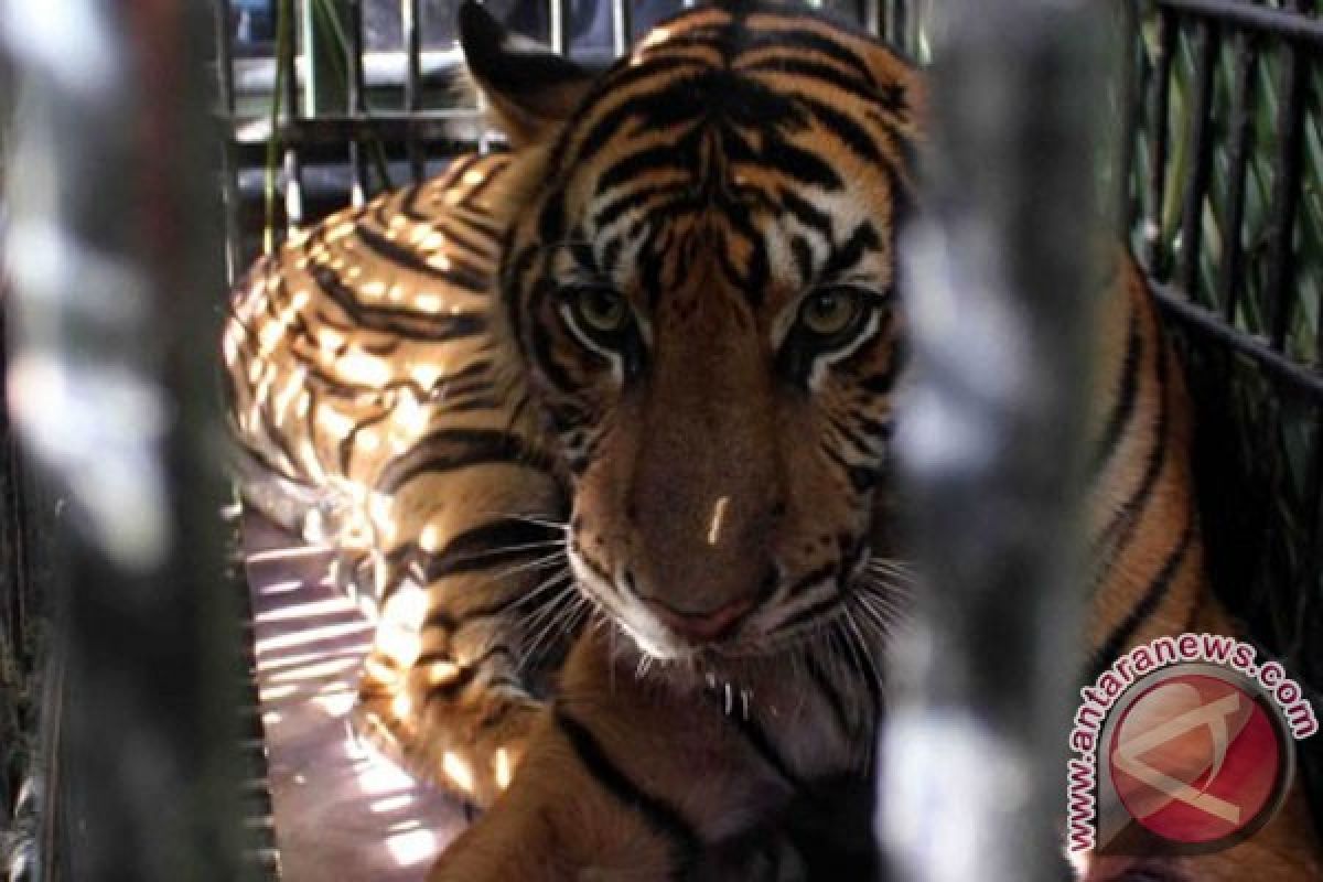 Sumatran tiger in danger of extinction