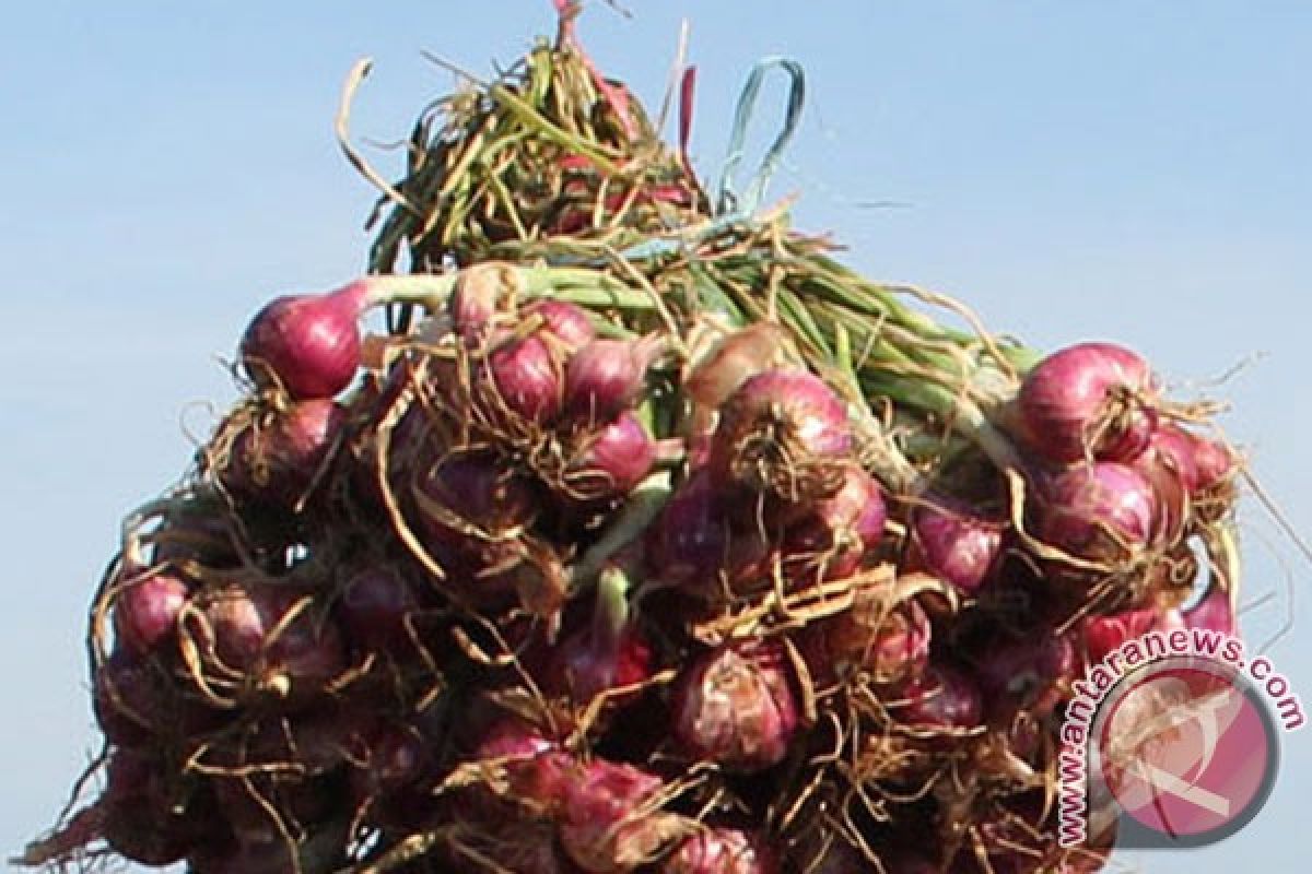 Bawang merah Filipina masuk pasar Banjarmasin