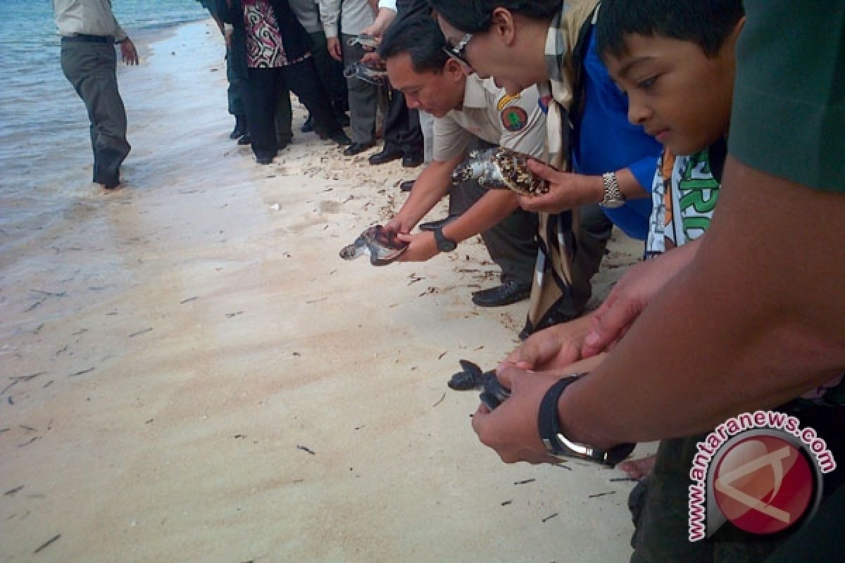 Menhut Lepas Anak Penyu Di Pantai Patuno Wakatobi