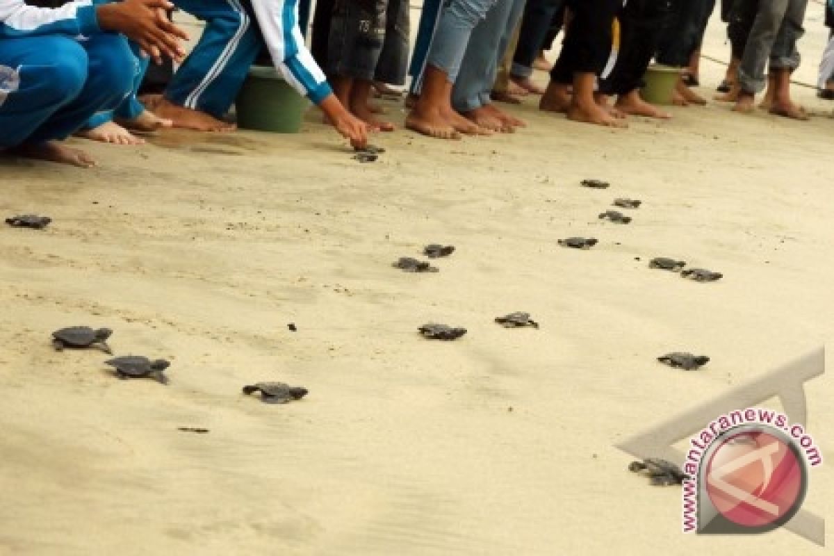Kotabaru Guided to Turtle Conservation