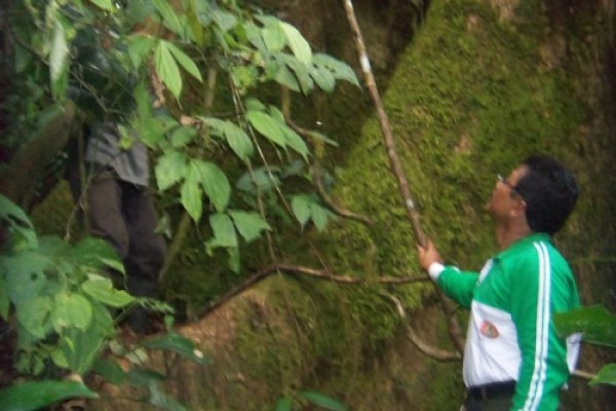 Pohon Asli Yogyakarta Diselamatkan Dari Kepunahan