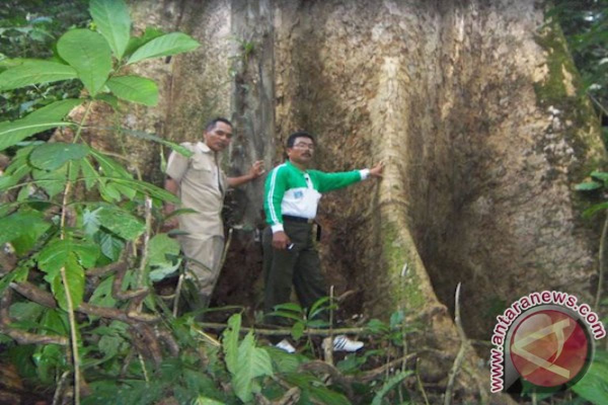 Peneliti bahas kayu Indonesia