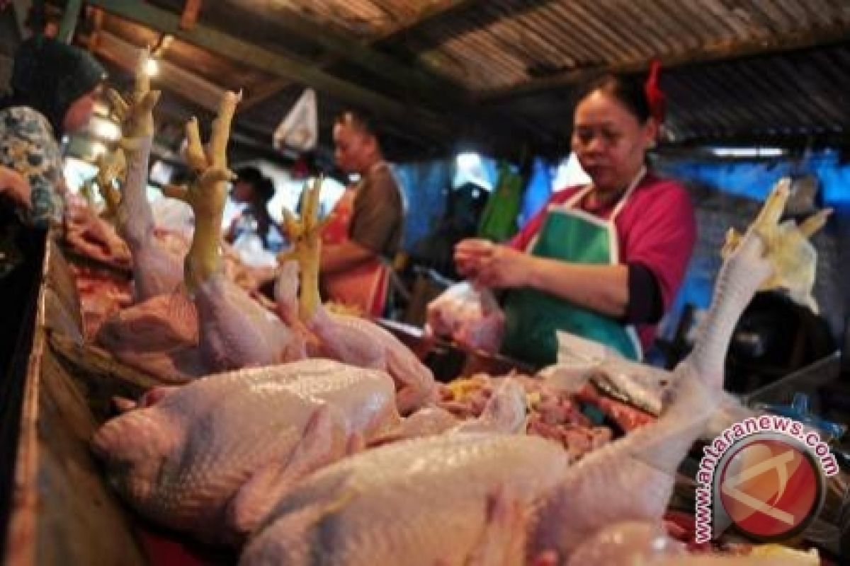 Harga Daging Ayam di Muntok Bertahan Tinggi