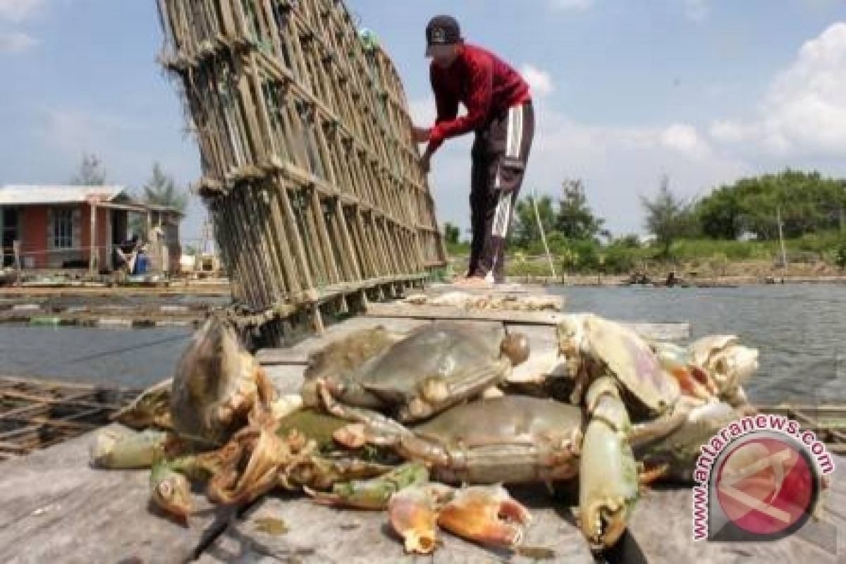 Nelayan Tukak Sadai Keluhkan Harga Kepiting Turun