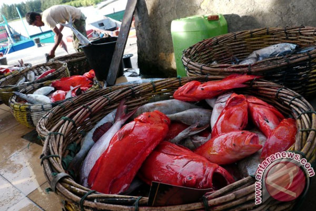 Enam jenis ikan diusulkan peroleh sertifikat MSC