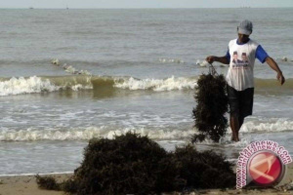 Produksi Rumput Laut Penajam 1.000 Ton/tahun