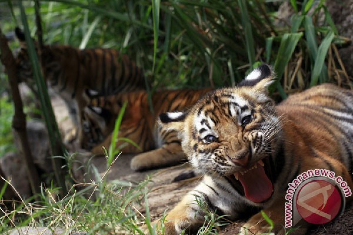 Hanya tersisa 100 harimau di hutan bakau terbesar dunia