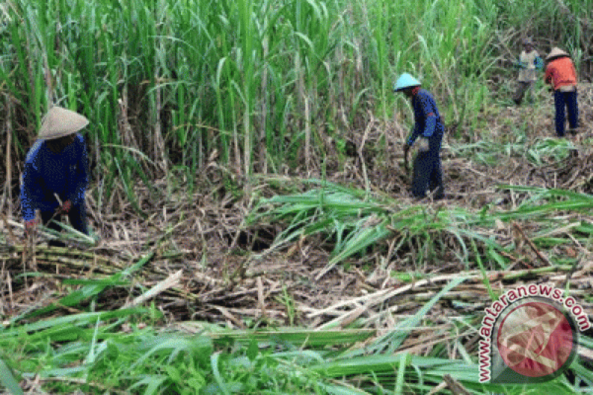 Petani tebu khawatirkan peredaran gula rafinasi