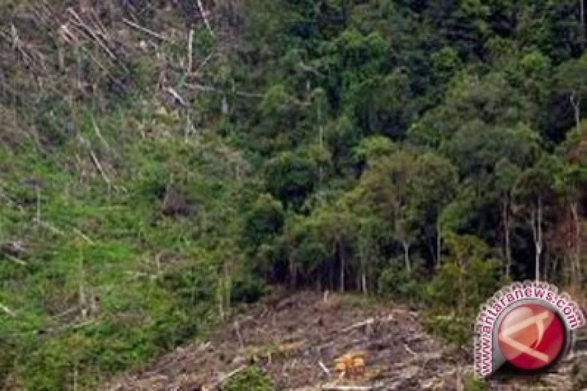 Pemulihan hutan Merapi terkendala akasia 