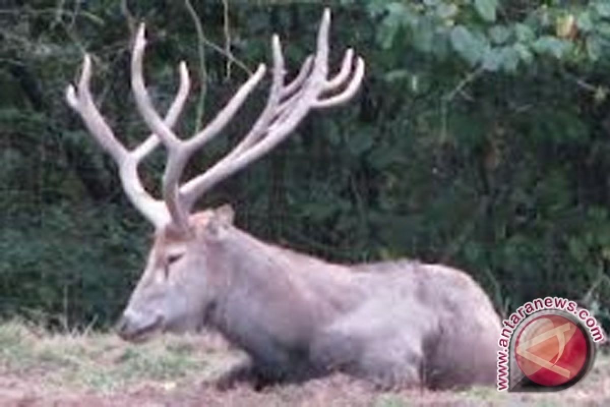 Daging Sapi Mahal Menjangan Mulai Diburu 