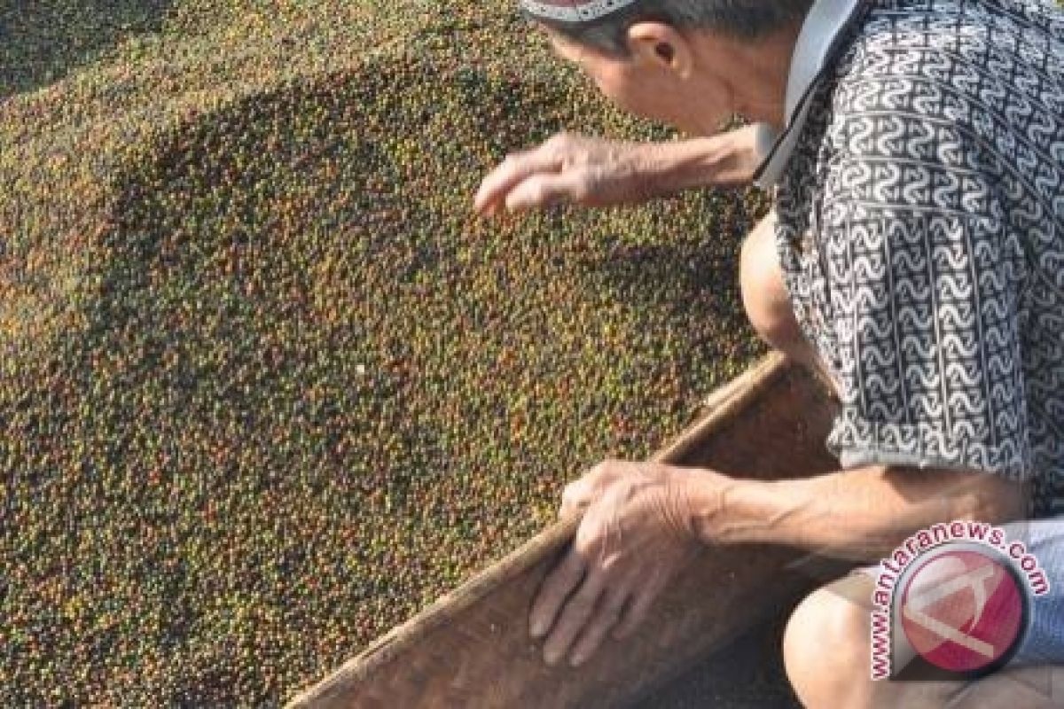 Pemkab Bangka Barat Latih Petani Lada