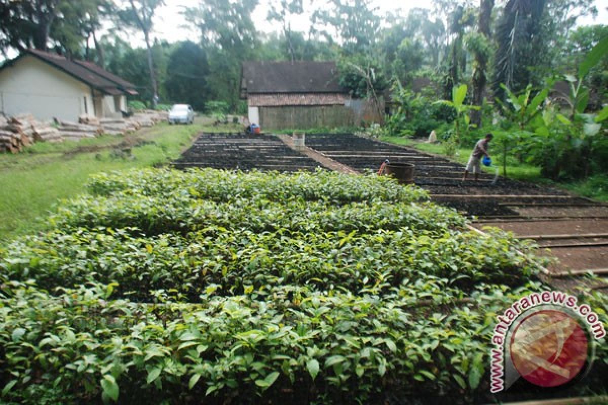 Tanah Laut tanam 500 bibit pohon