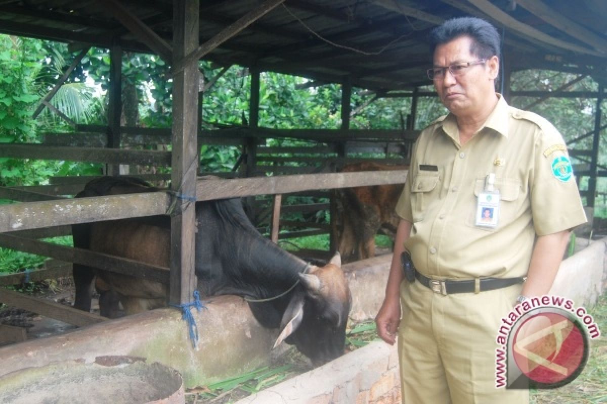 Program Dua Juta Sapi Kurangi Ketergantungan Impor  