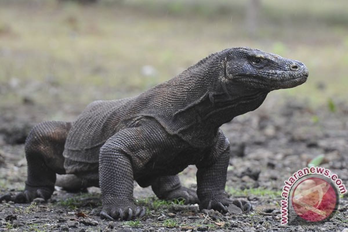 Komodo Island named Indonesia`s main marine tourist destination