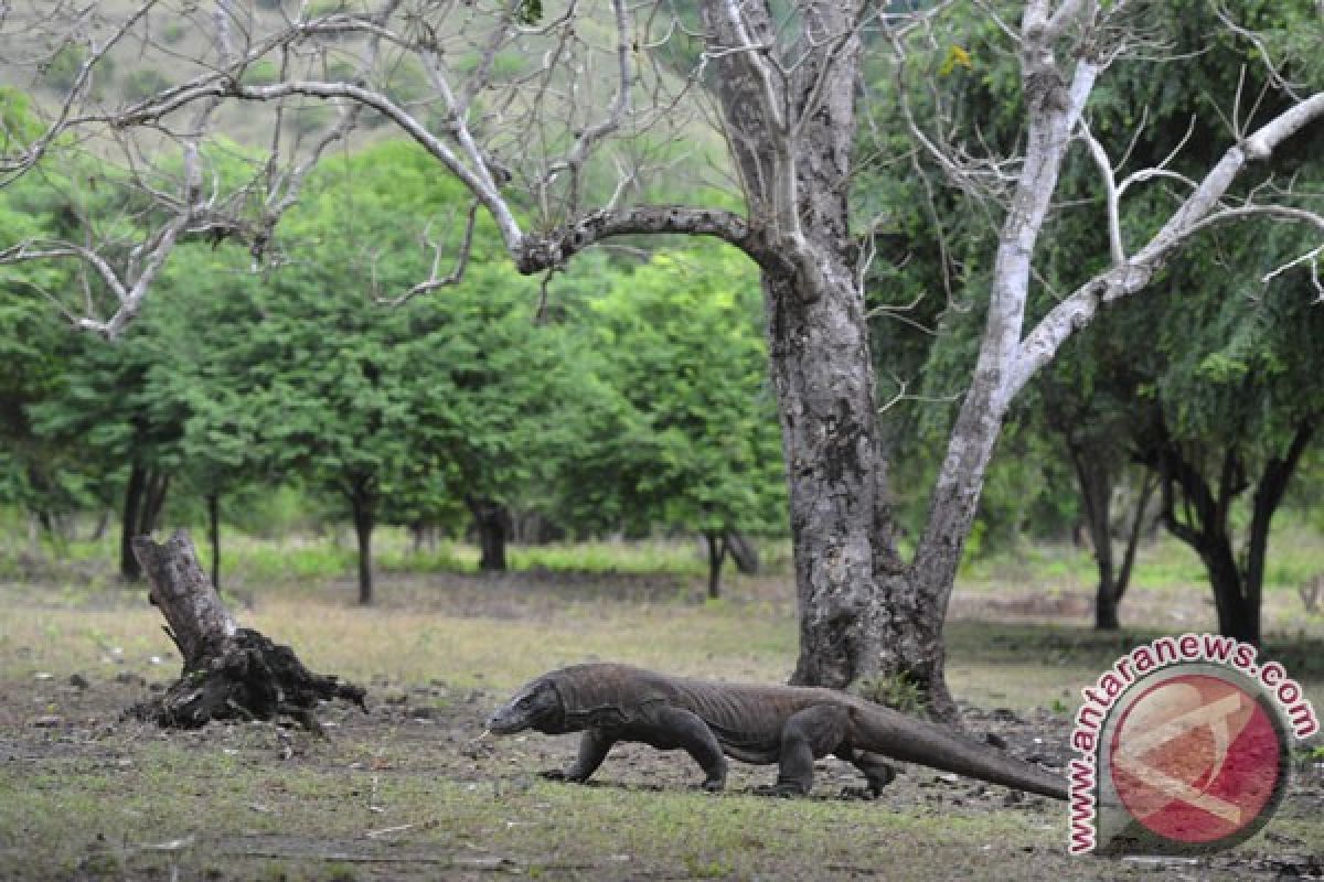 Puluhan rusa di Pulau Komodo diduga dibantai