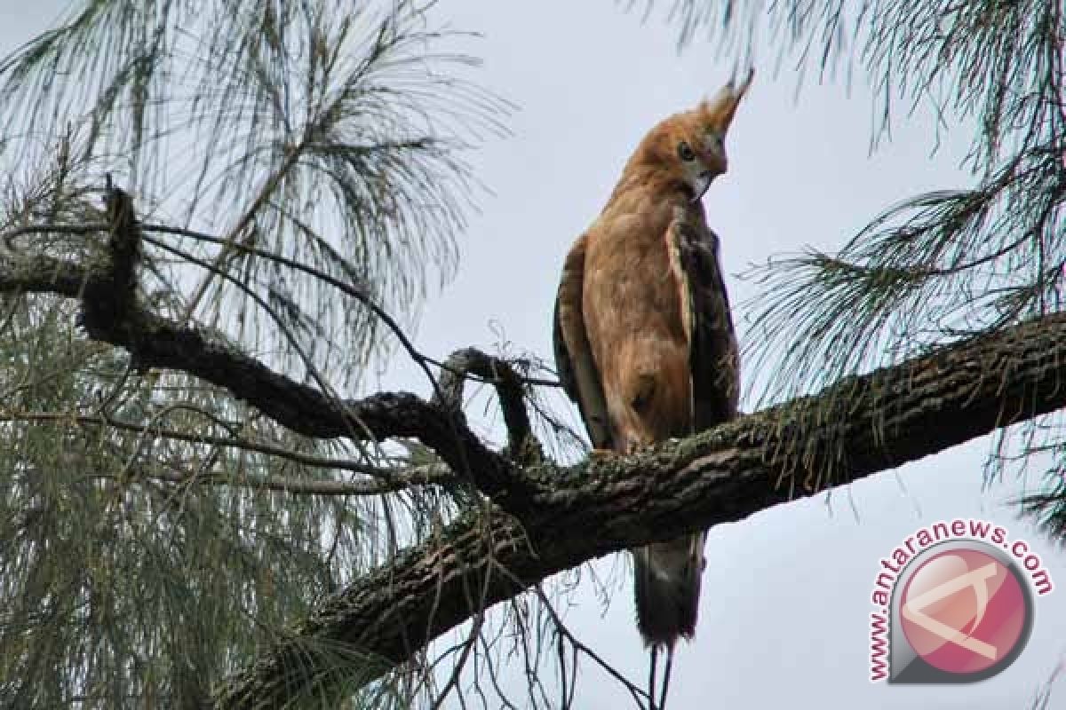 Burung Garuda Dilepasliarkan di Ekosistem Aslinya