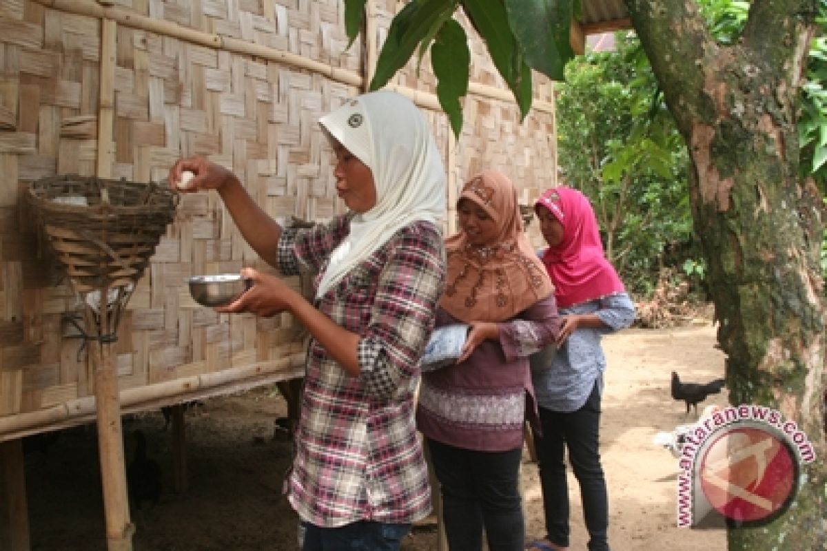 Wanita Tani Lambar Ikut Lomba Ternak Nasional