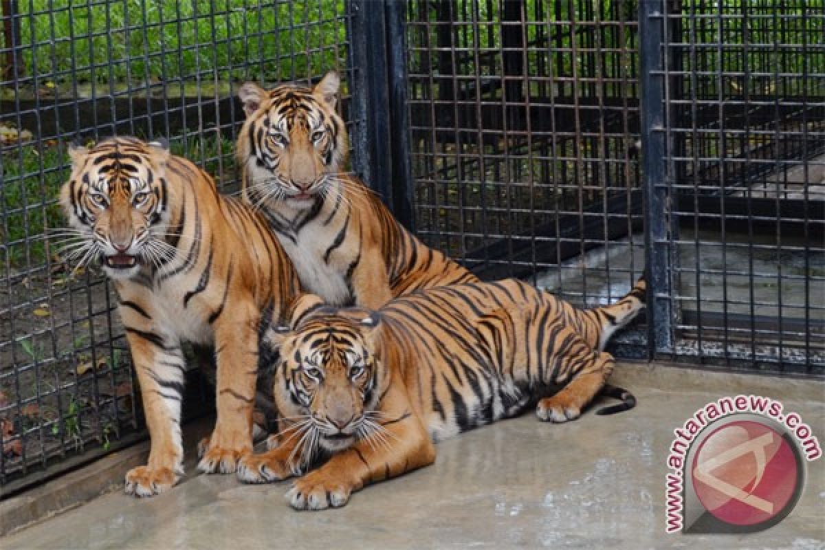 44 countries support sumatran tiger conservation