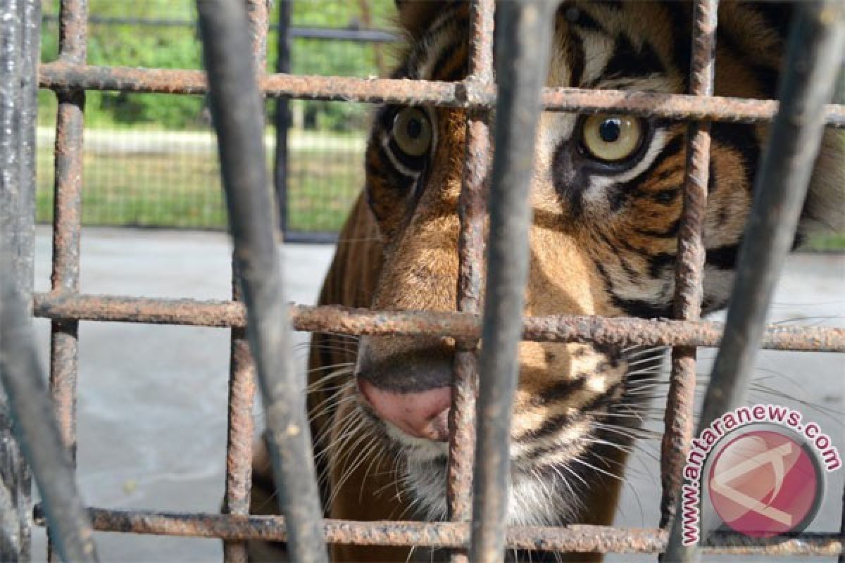 Perdagangan gelap ancam keselamatan harimau Jambi