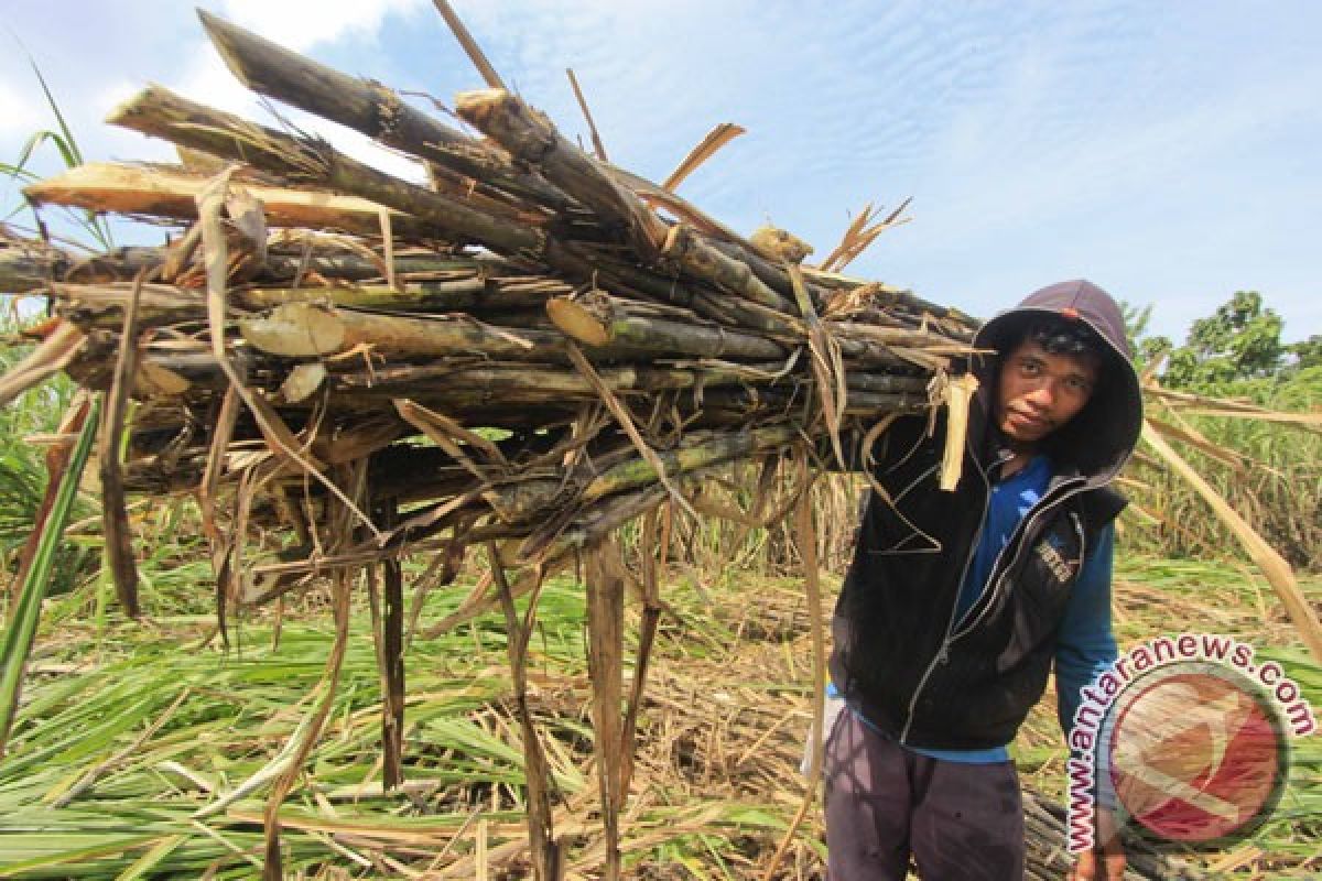 Produksi gula nasional diprediksi turun sampai 20 persen