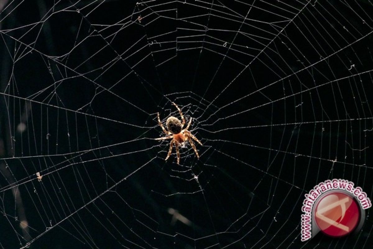  Dua spesies laba-laba mini ditemukan di China Barat-daya
