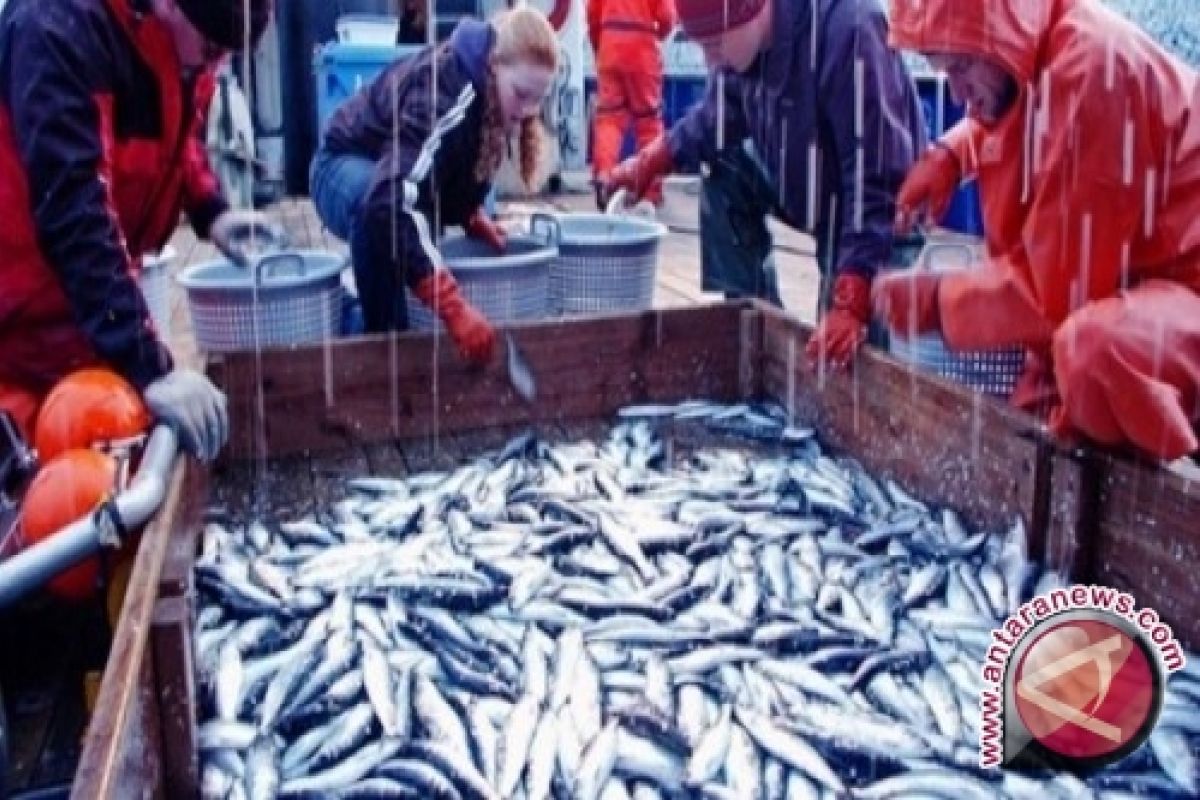 Bangka Barat Tingkatkan Kualitas Produk Olah Ikan