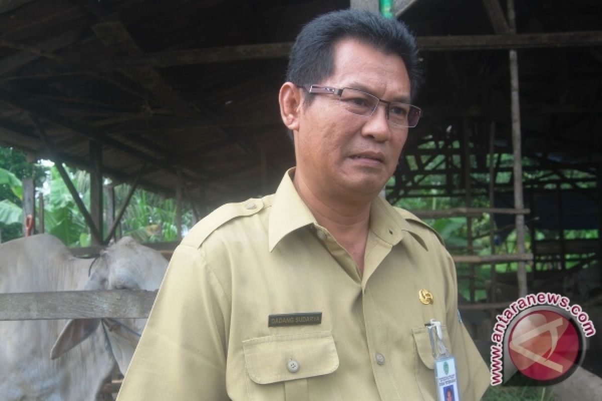 Kaltim Percontohan Pengembangan Sapi Brahman Cross 