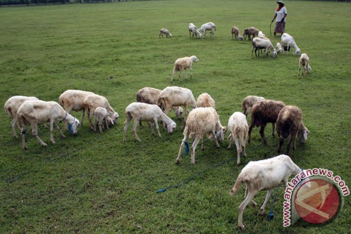 Kawanan kambing jadi pemotong rumput bandara Chicago