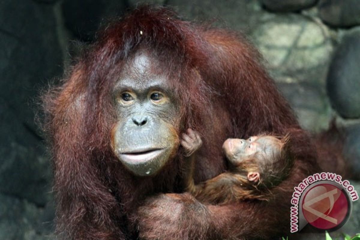 Ada empat kasus kematian orangutan di Pontianak