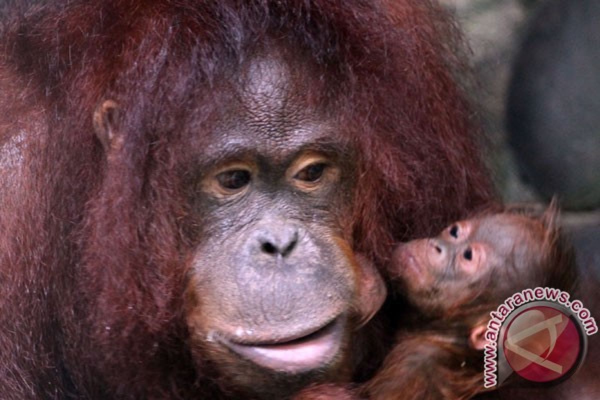 20 orangutans released into protected forest in Central Kalimantan