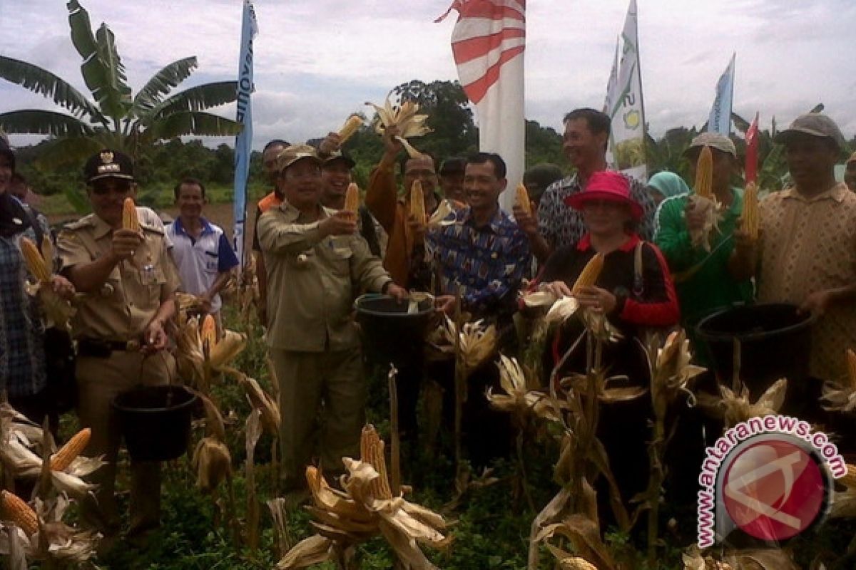 Wabup Sekadau Panen Perdana Jagung di Landau Kodah