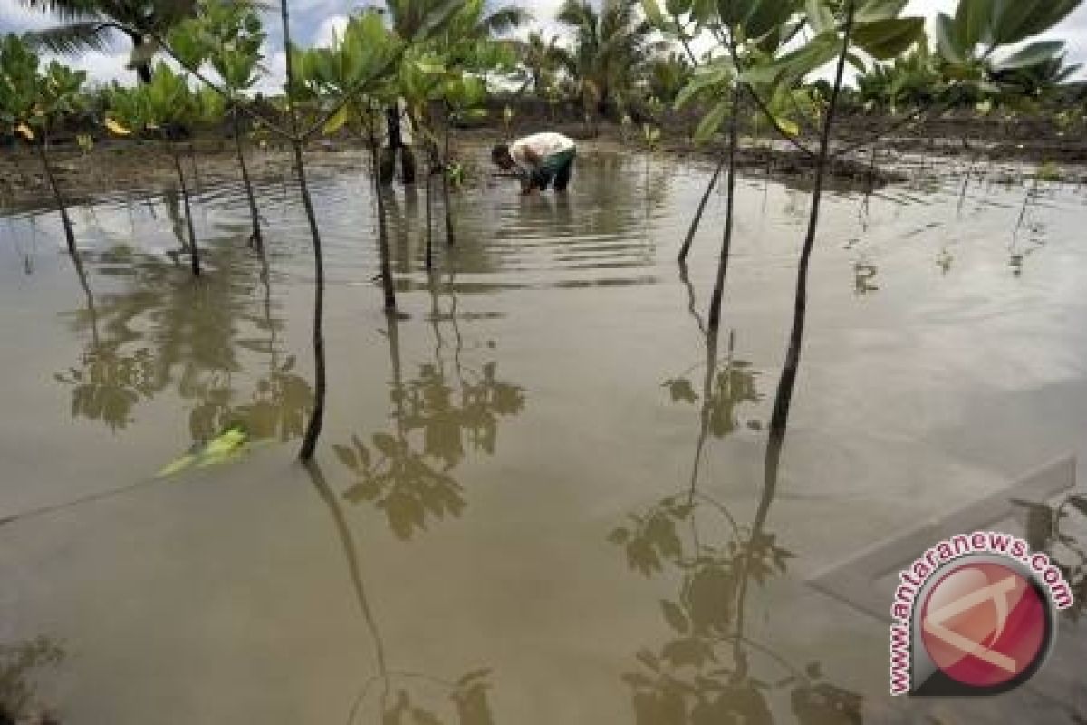 Kawasan resapan air akan ditanami bakau