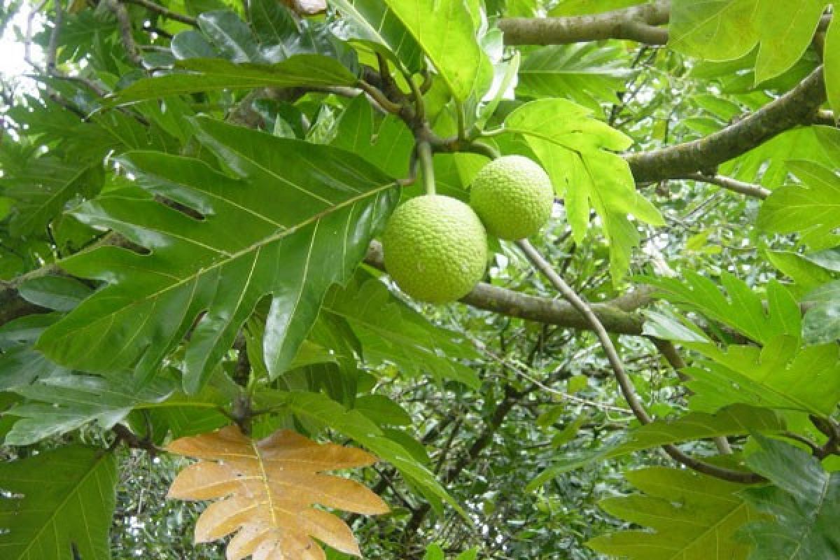 Teh daun sukun dari Pulau Pari