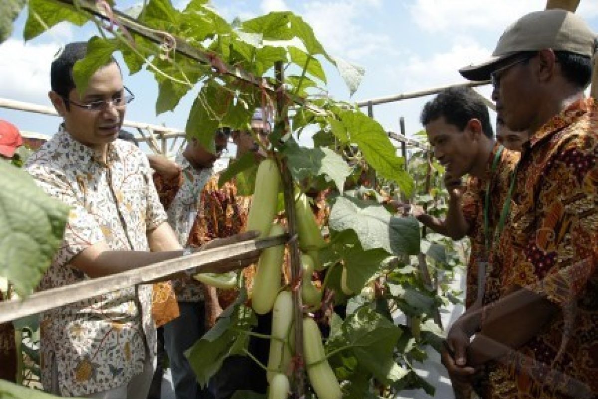 Ewindo Bantu Bibit Sayuran Untuk Petani Timika