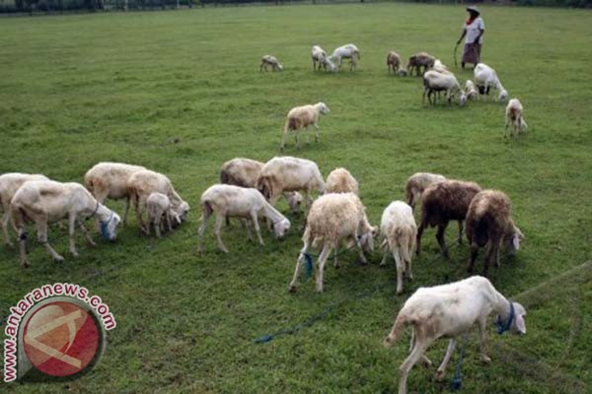 Peternak Kambing Majene Khawatir Ancaman Kemarau