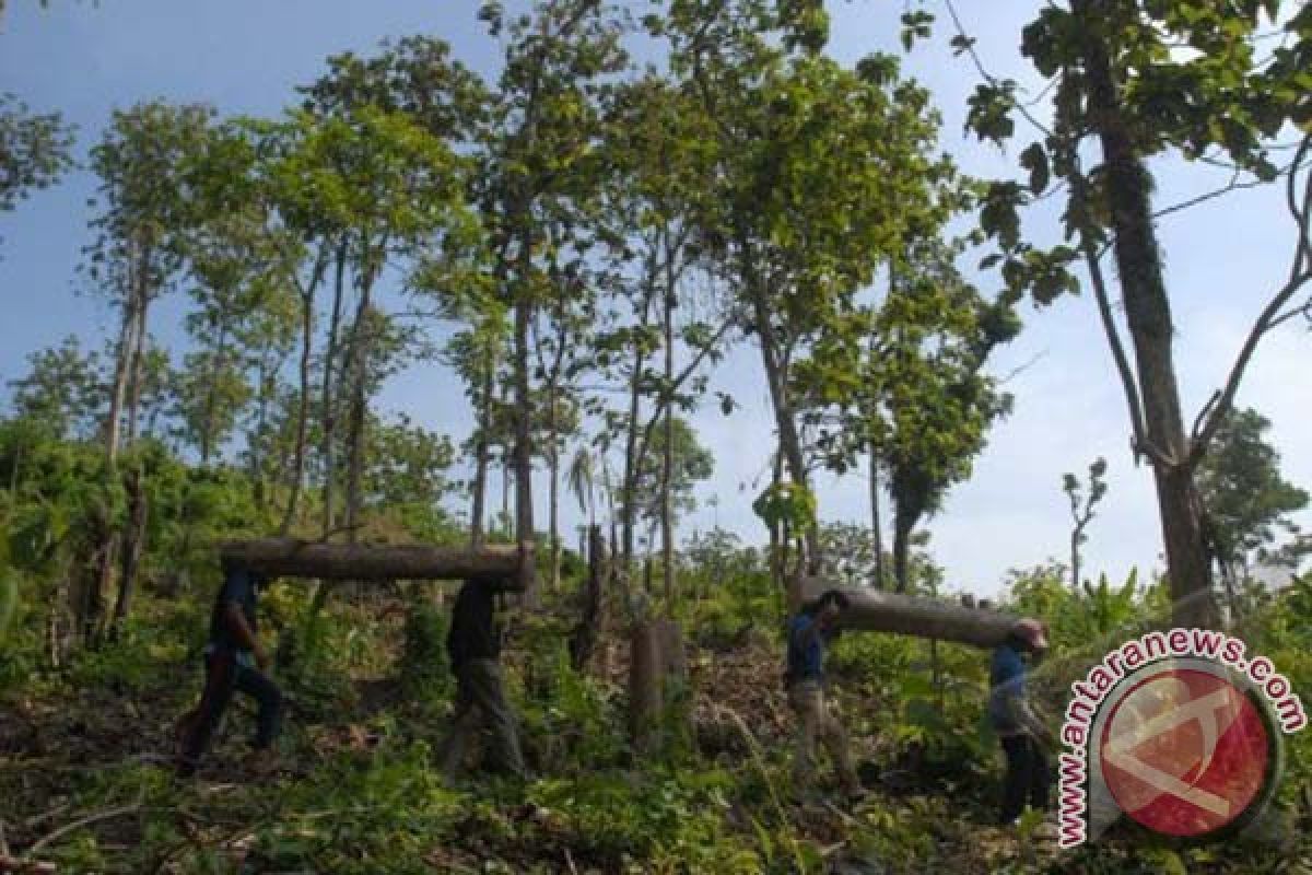 HCSA Luncurkan Metodologi Gabungan Lindungi Hutan Alam