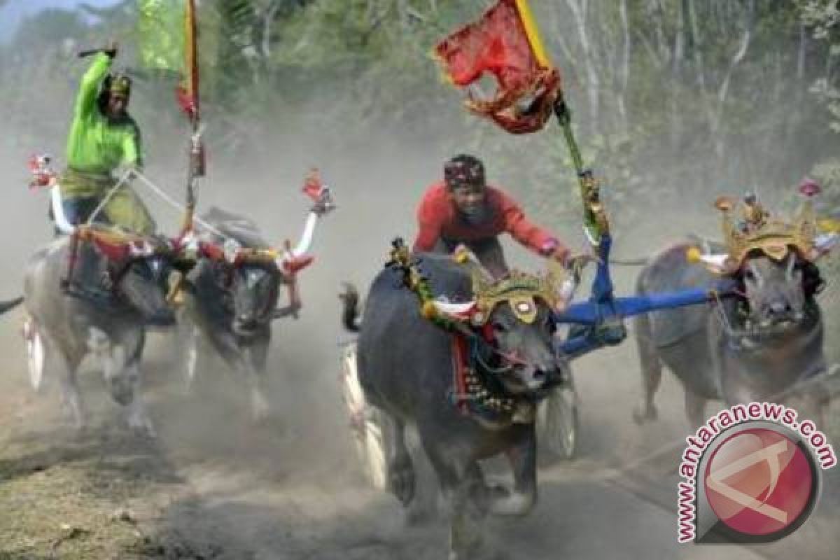 Atraksi Mekepung Daya Tarik Wisata Bali Barat