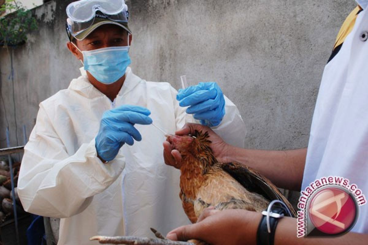 Disnak Sukabumi periksa bangkai ayam mati mendadak