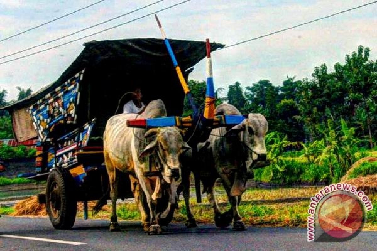 Festival Gerobak Sapi perebutkan Piala Sri Sultan 