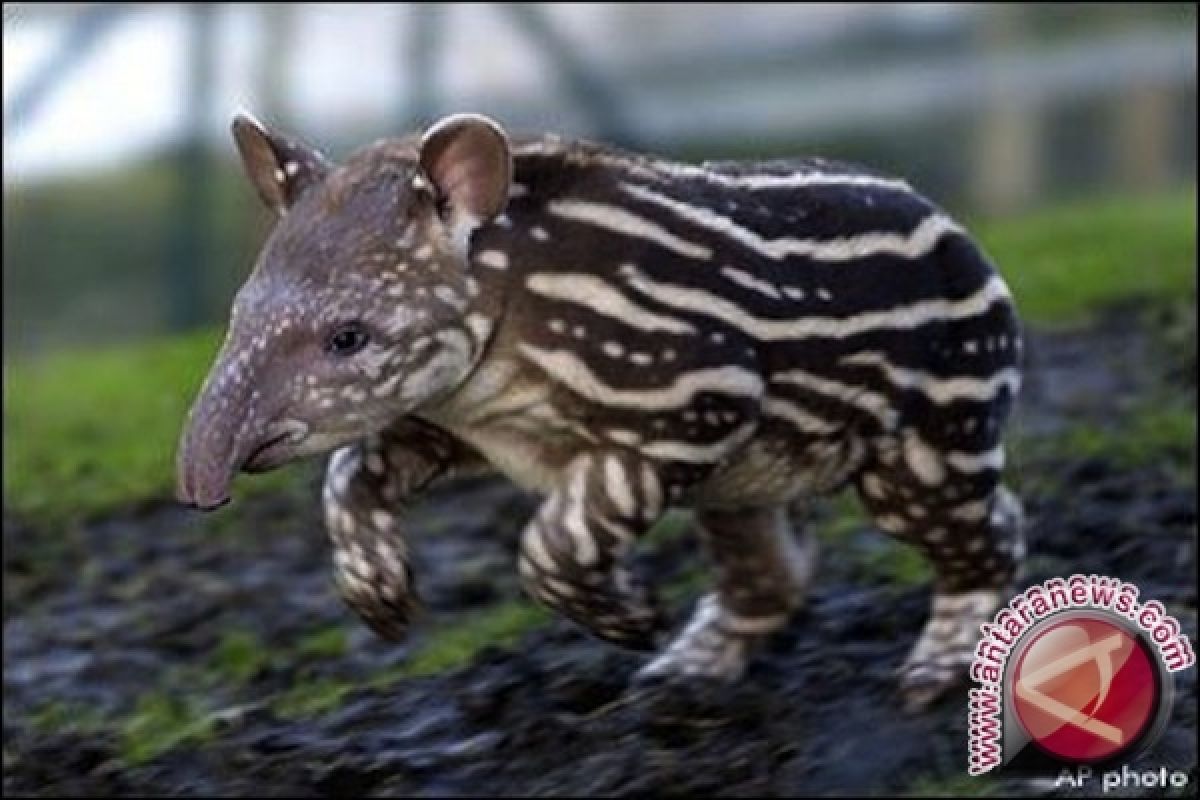 BKSD Jambi lepasliarkan tapir ke hutan adat