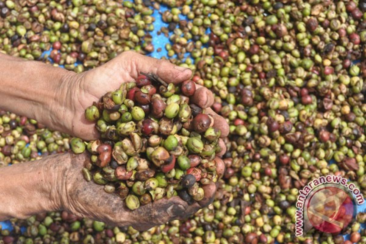 Produksi kopi Lampung diprediksi anjlok