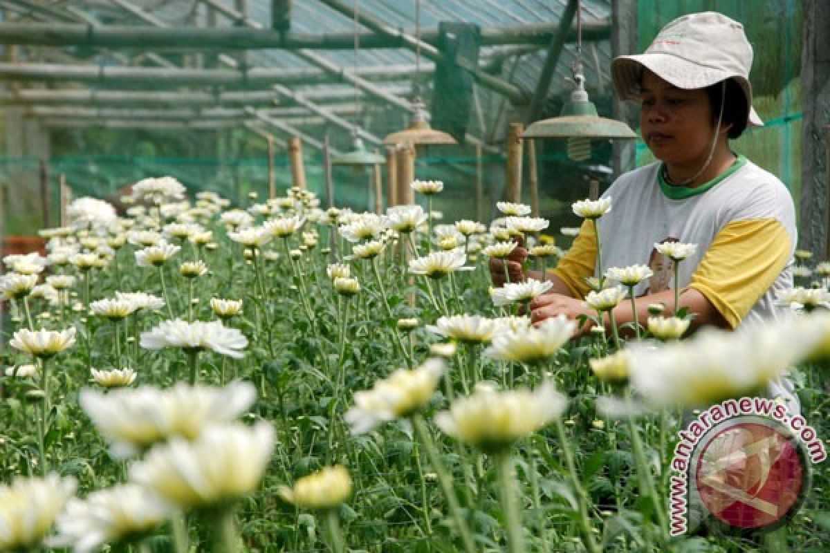 Banyak usaha pertanian yang perlu dikembangkan