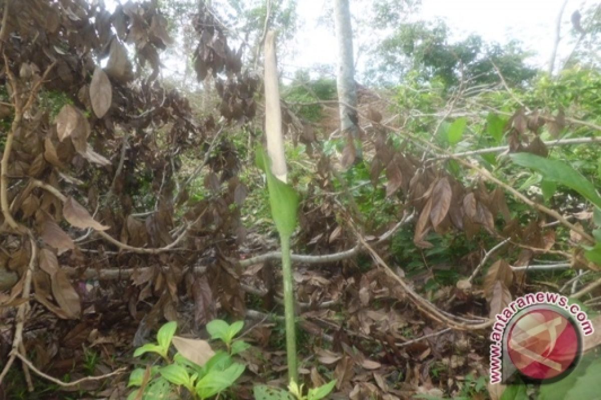 Bunga bangkai mekar di halaman rumah warga