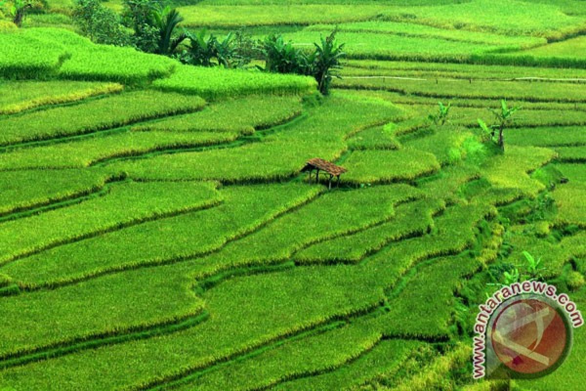 Indonesia butuh tambahan lahan pertanian 200.000 ha