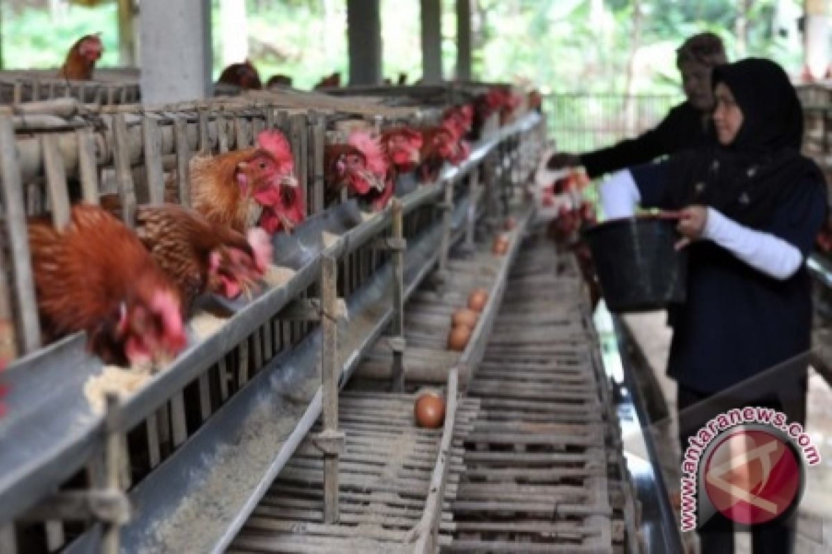 Bangka Barat Membangun Lumbung Pakan Ternak